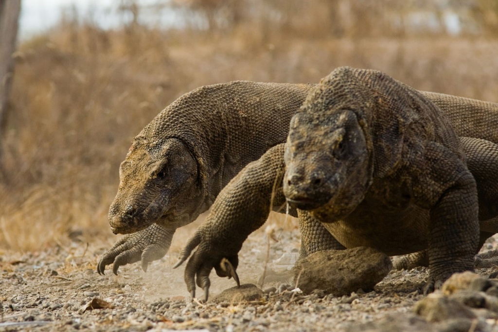 Kenneth DiLuigi_komodo-9847492_1920.jpg