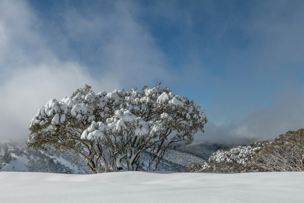 сноуборд Австралия matt-palmer-nxojHKgVHto-unsplash.jpg