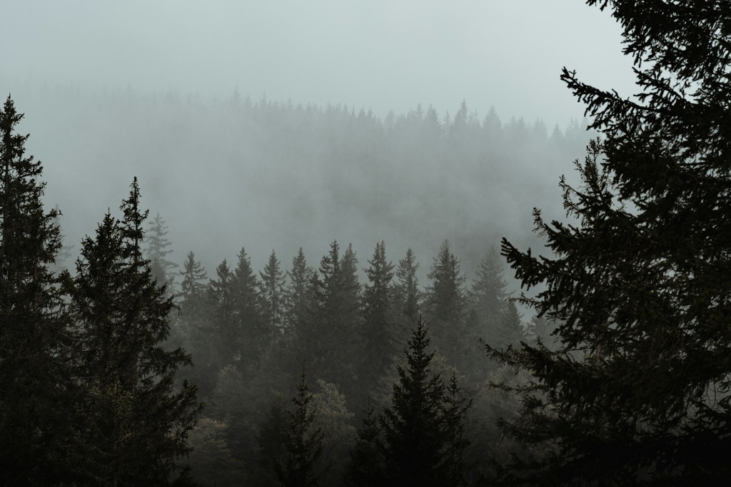 треккинг Германия michiel-annaert-KrUwvOaKn5Y-unsplash.jpg